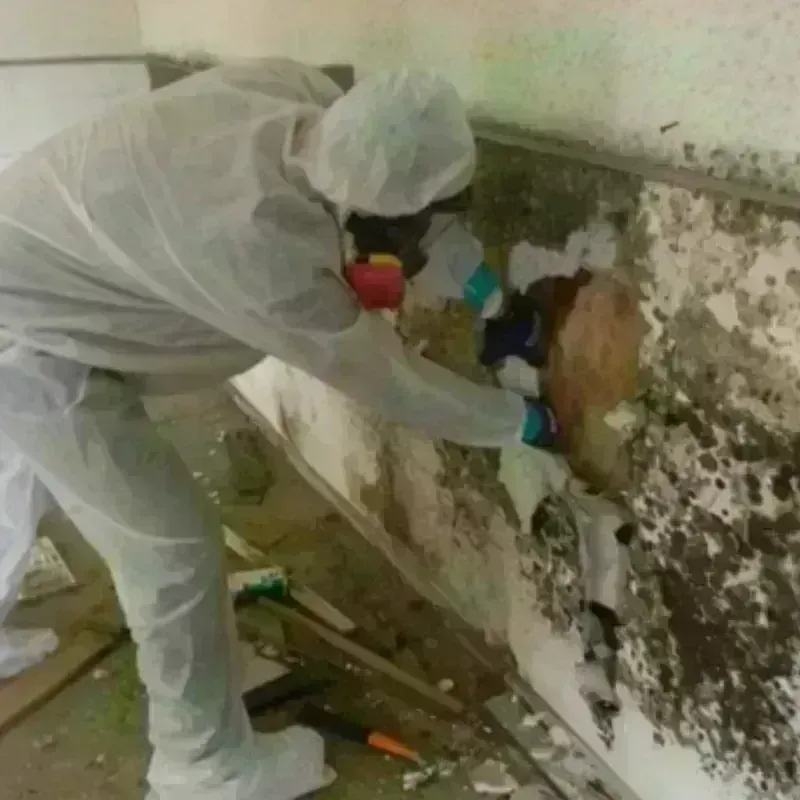 Mold Remediation and Removal in Junction City, OR